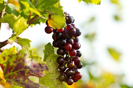 ddos攻击ip软件下载